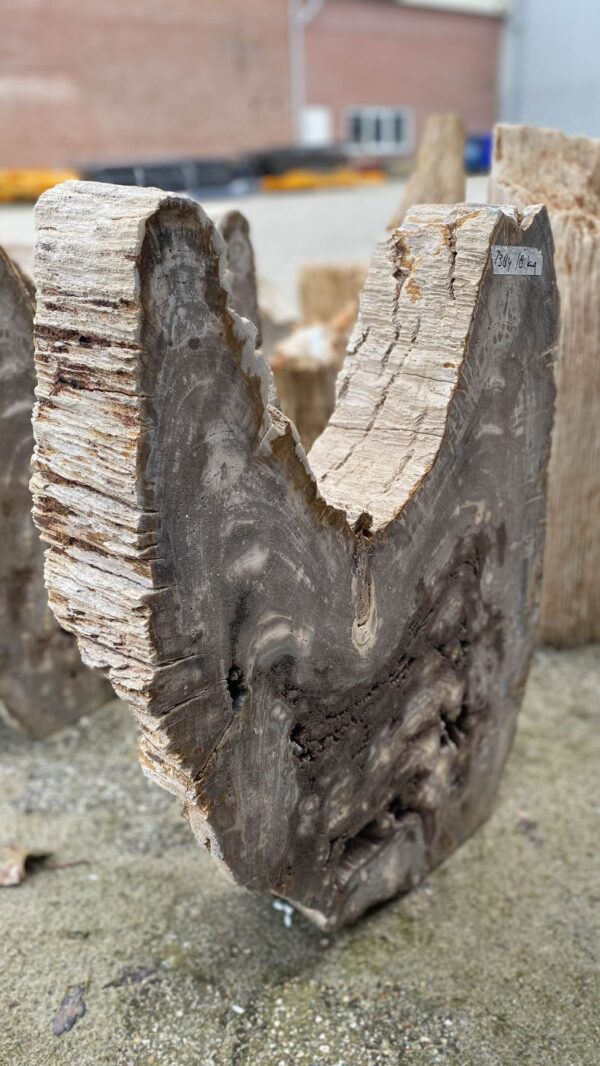 Memorial stone petrified wood 52184