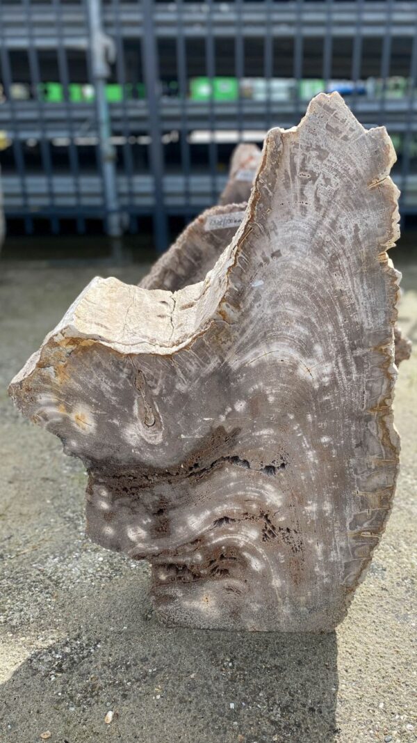 Memorial stone petrified wood 52185