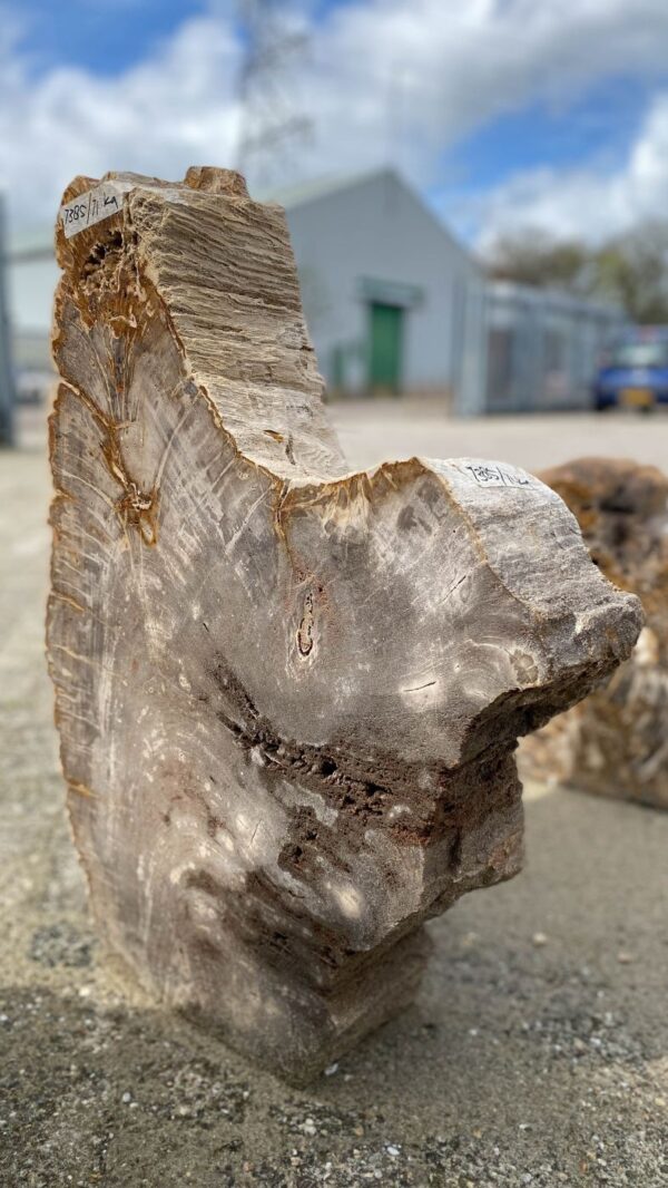 Memorial stone petrified wood 52185