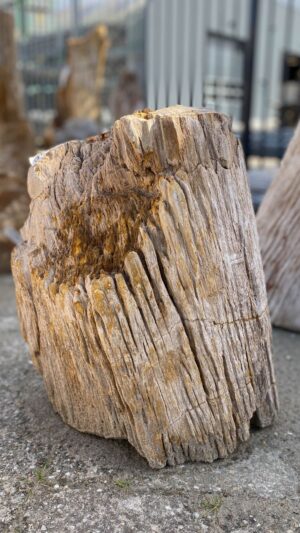 Memorial stone petrified wood 52348