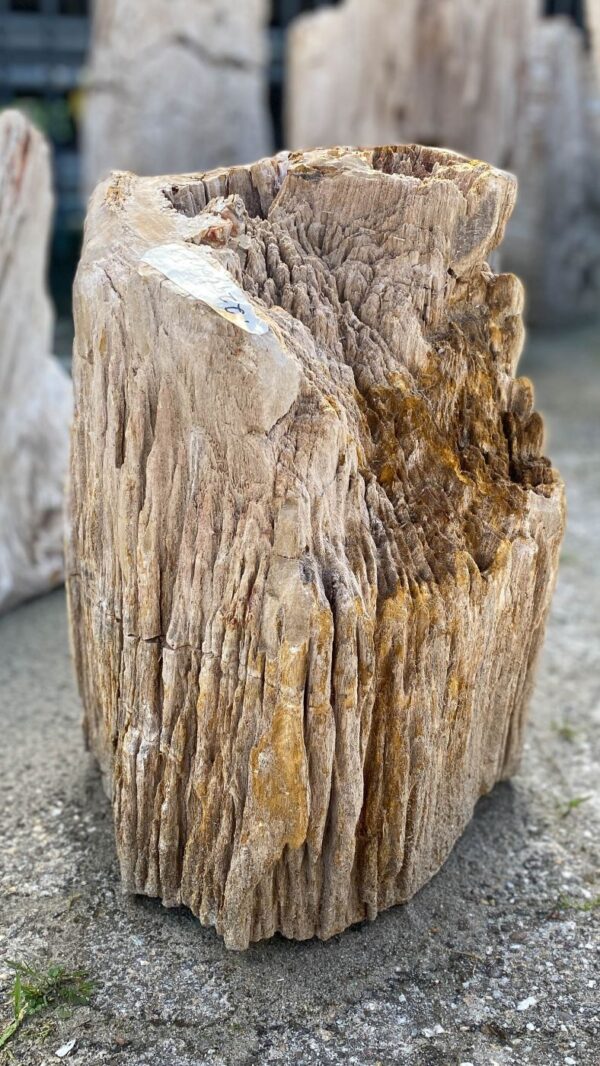 Memorial stone petrified wood 52348