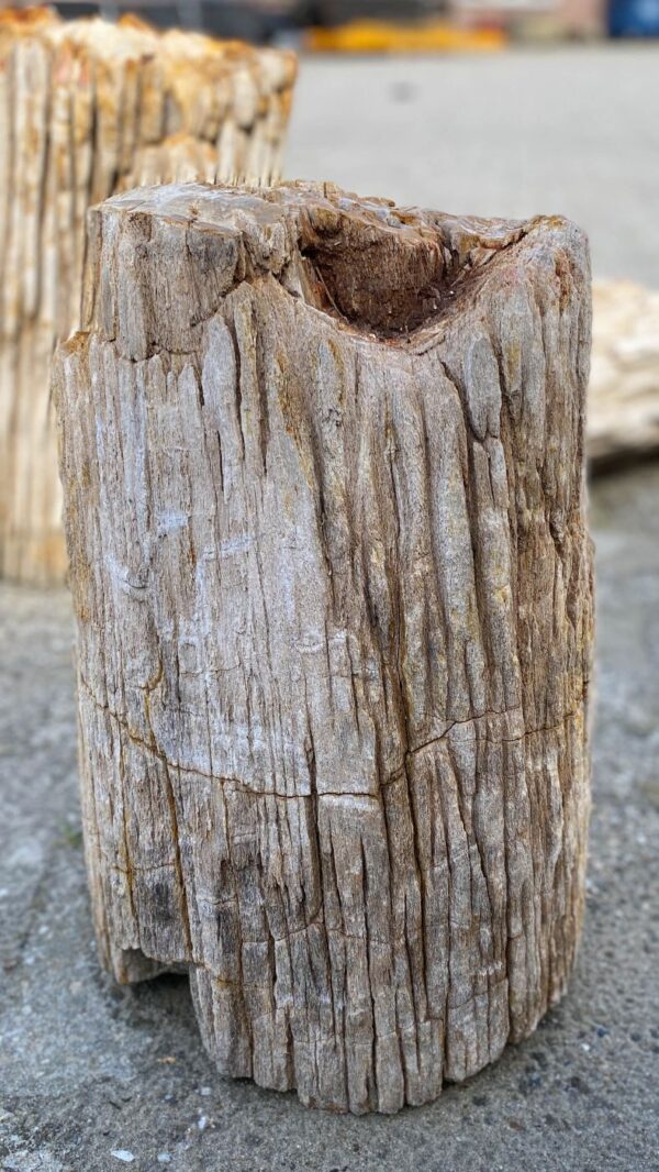 Memorial stone petrified wood 52348