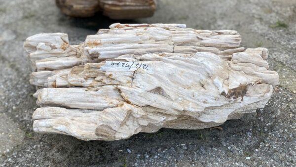 Memorial stone petrified wood 52349