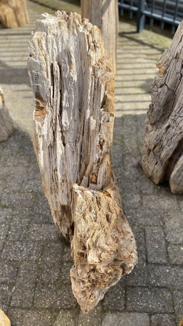 Memorial stone petrified wood 52351