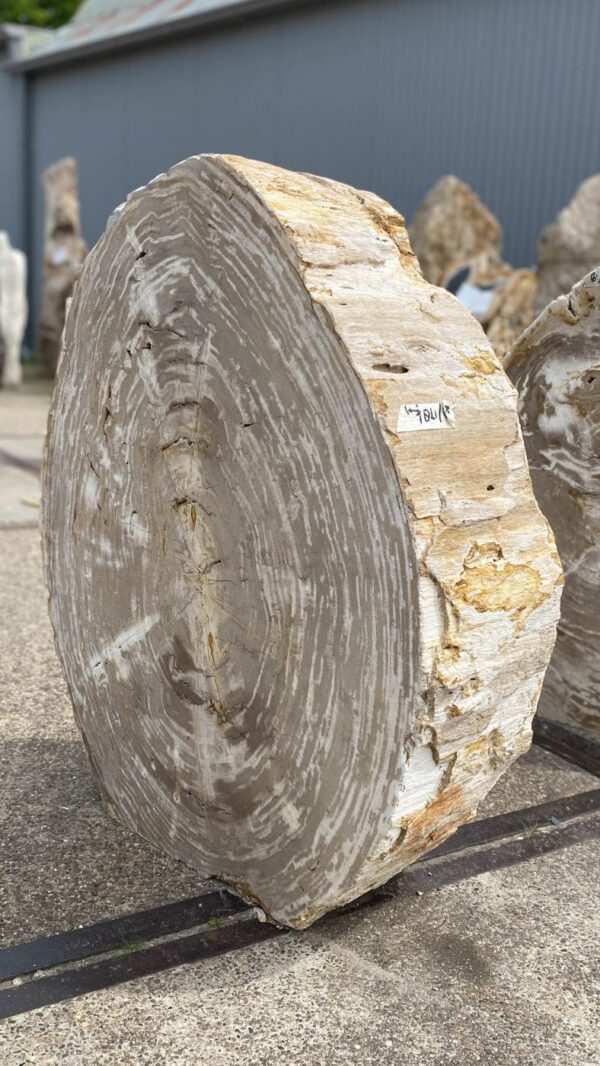 Memorial stone petrified wood 53052