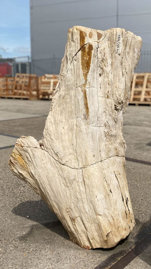 Memorial stone petrified wood 53075