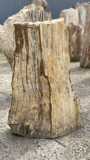 Memorial stone petrified wood 53079