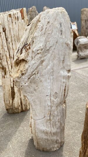 Memorial stone petrified wood 53083