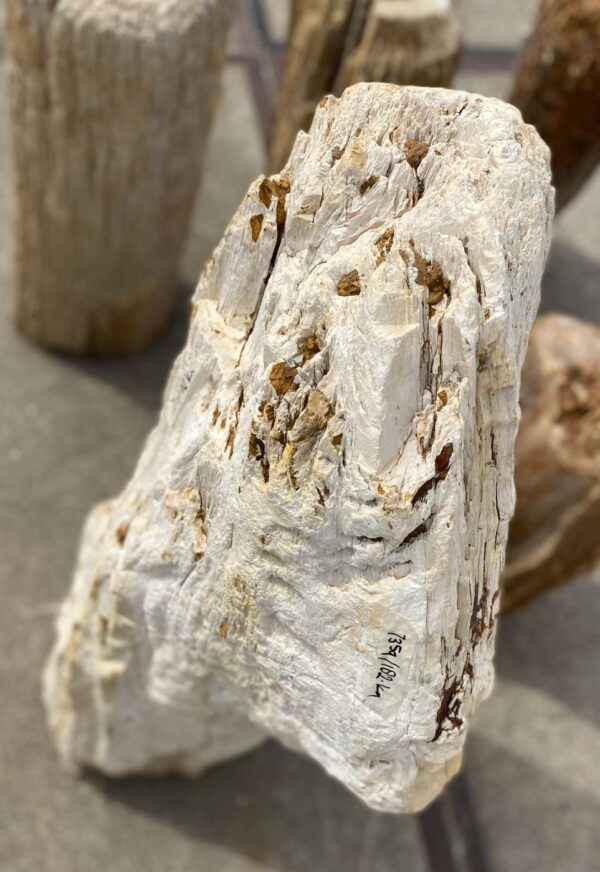 Memorial stone petrified wood 53083