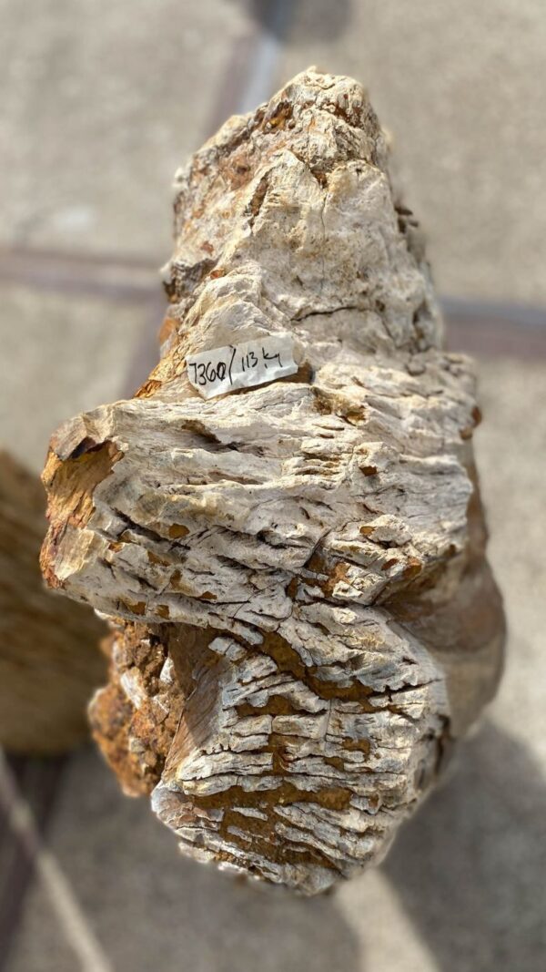 Memorial stone petrified wood 53084