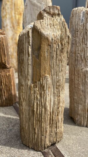 Memorial stone petrified wood 53088