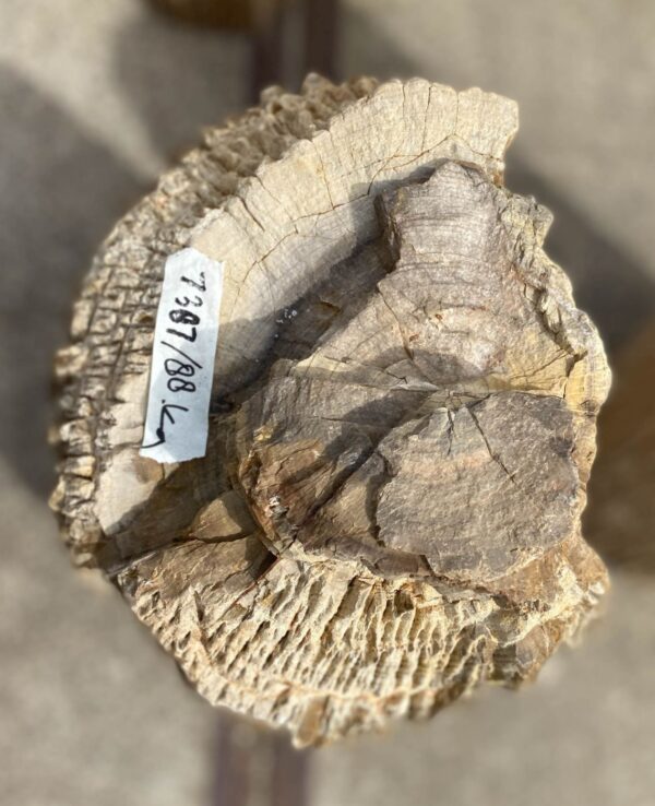 Memorial stone petrified wood 53088