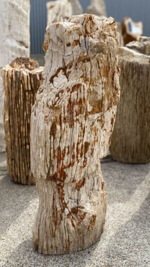 Memorial stone petrified wood 53089
