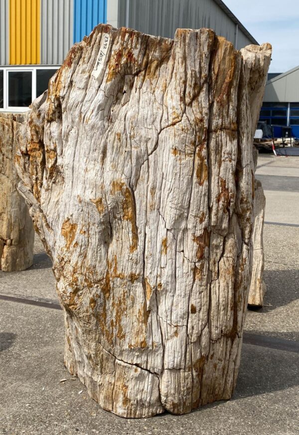 Memorial stone petrified wood 53091