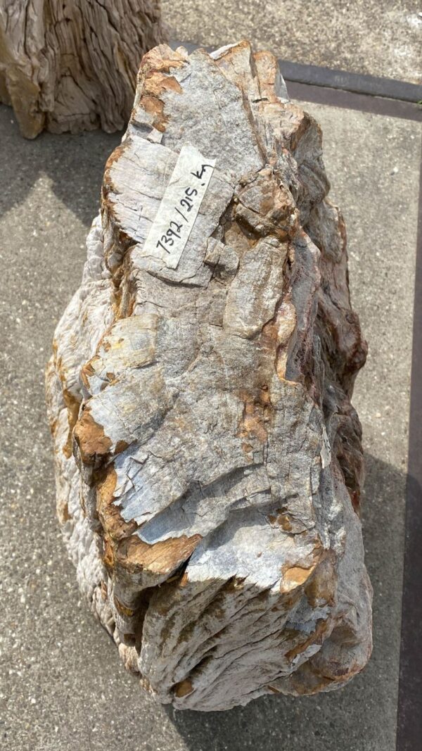 Memorial stone petrified wood 53091