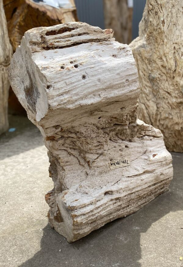 Memorial stone petrified wood 53093