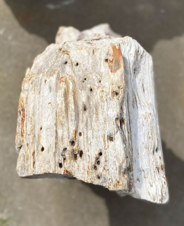 Memorial stone petrified wood 53093