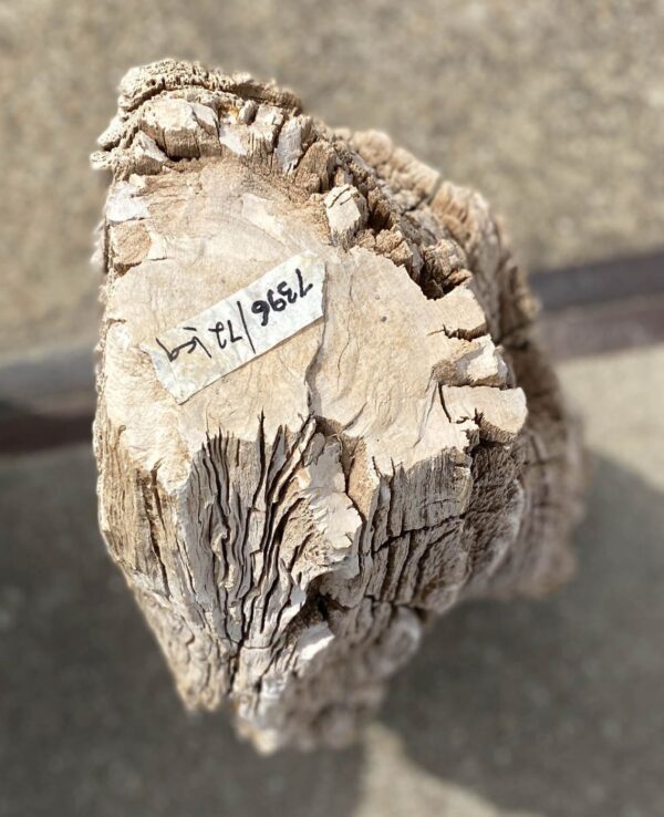 Memorial stone petrified wood 53095