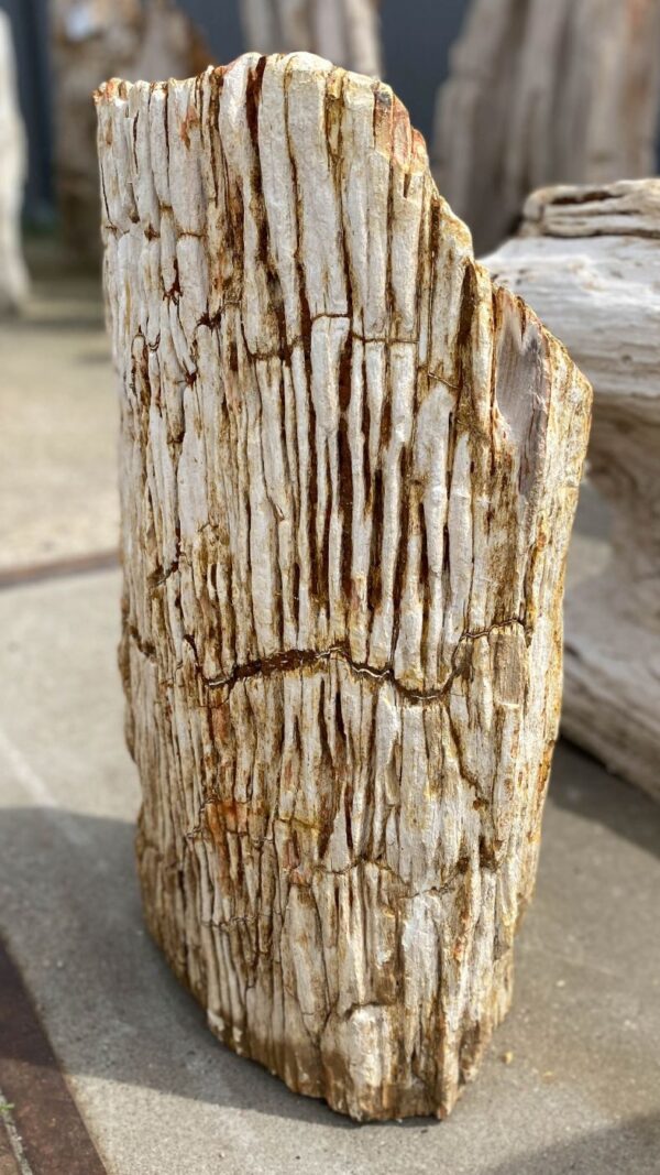 Memorial stone petrified wood 53097