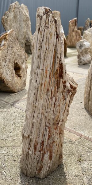 Memorial stone petrified wood 53100
