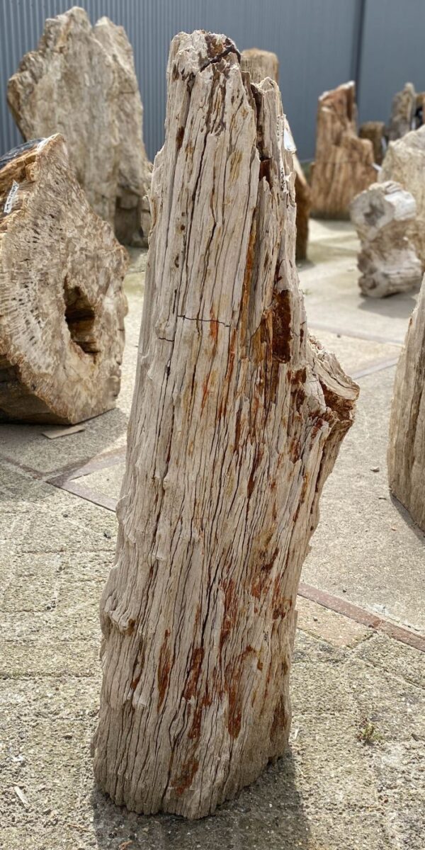 Memorial stone petrified wood 53100