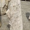 Memorial stone petrified wood 53100