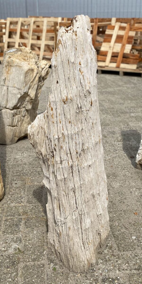 Memorial stone petrified wood 53100