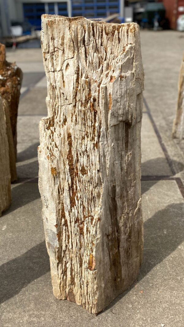 Memorial stone petrified wood 53101