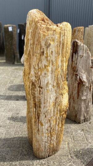 Memorial stone petrified wood 53102