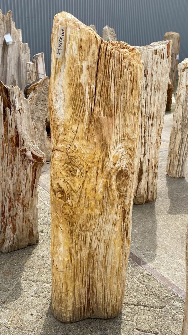 Memorial stone petrified wood 53102