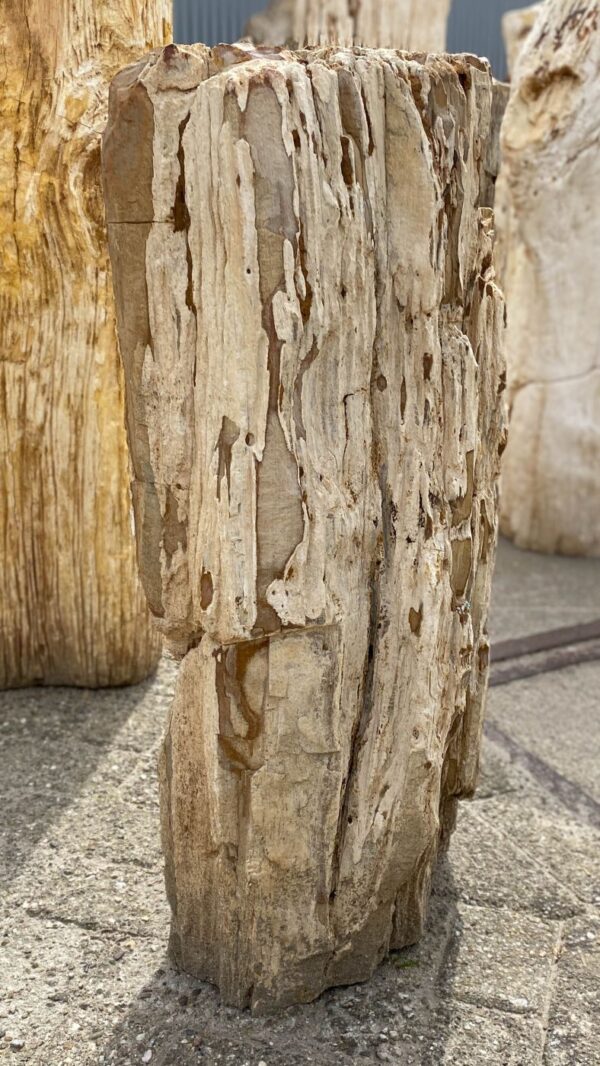 Memorial stone petrified wood 53104