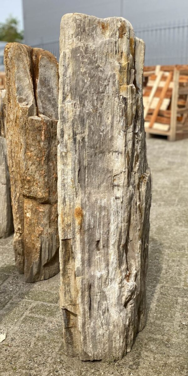 Memorial stone petrified wood 53105