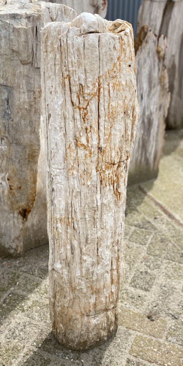 Memorial stone petrified wood 53106