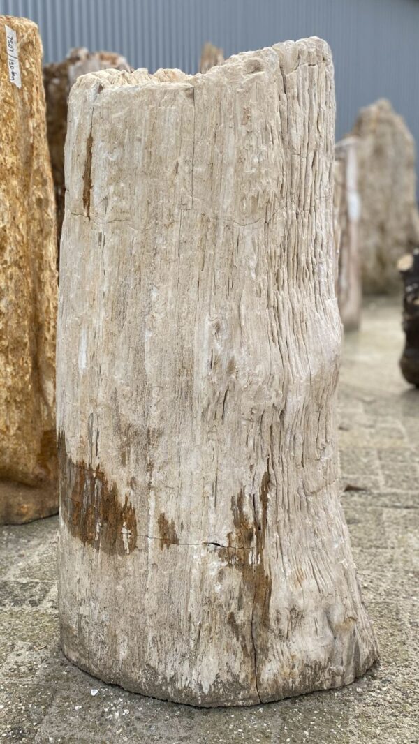 Memorial stone petrified wood 53109