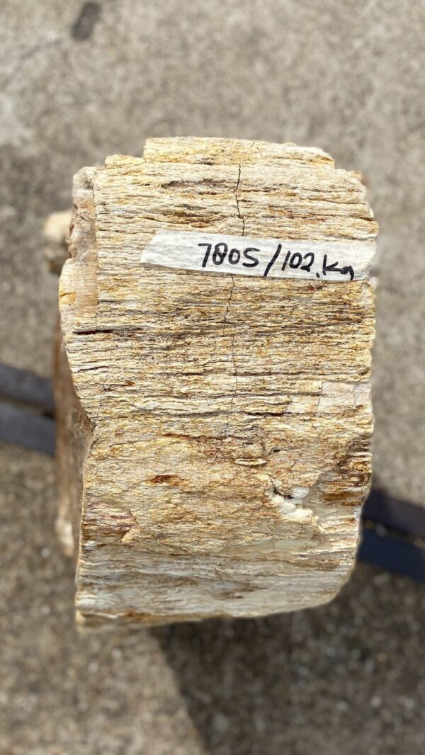 Memorial stone petrified wood 53126