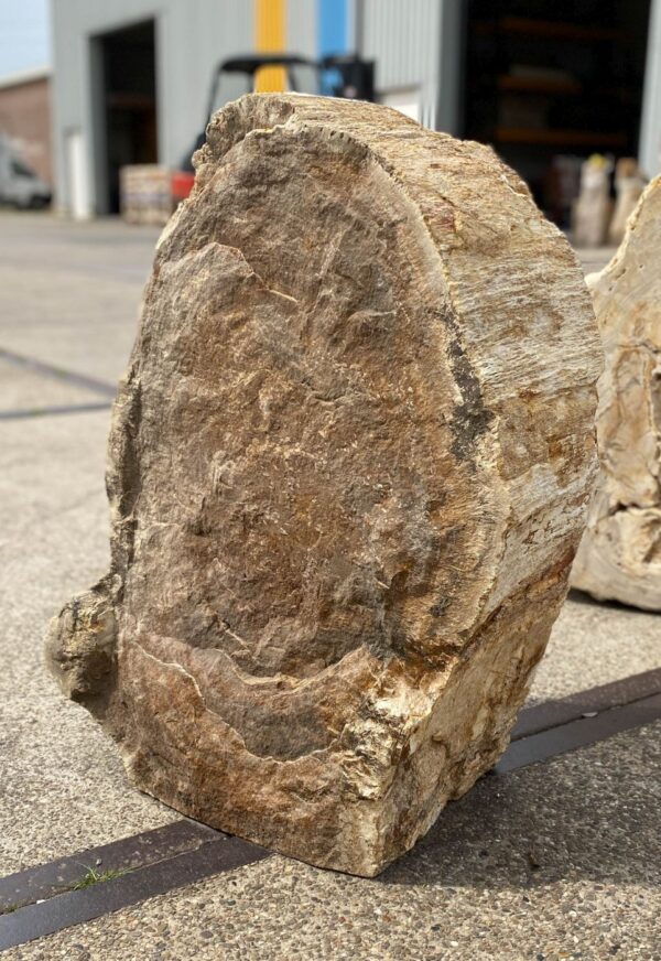 Memorial stone petrified wood 53126