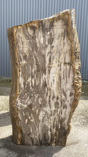 Memorial stone petrified wood 53137