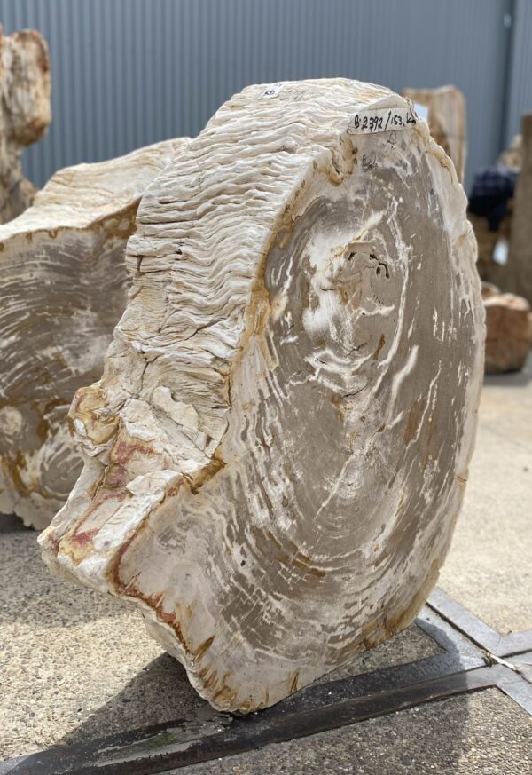 Memorial stone petrified wood 53422