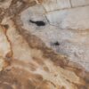 Salontafel versteend hout 53191