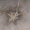 Salontafel versteend hout 53258