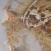 Salontafel versteend hout 53334