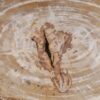 Table basse bois pétrifié 53283