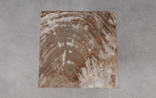 Coffee table petrified wood 51210