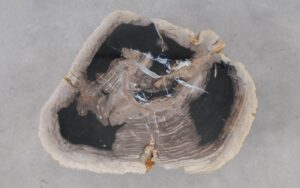 Coffee table petrified wood 53161