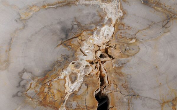 Coffee table petrified wood 53203