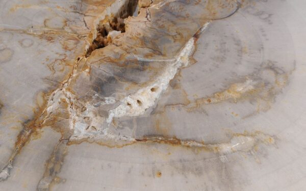 Coffee table petrified wood 53205