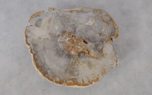 Coffee table petrified wood 53245