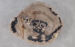 Coffee table petrified wood 53263