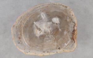 Coffee table petrified wood 53265