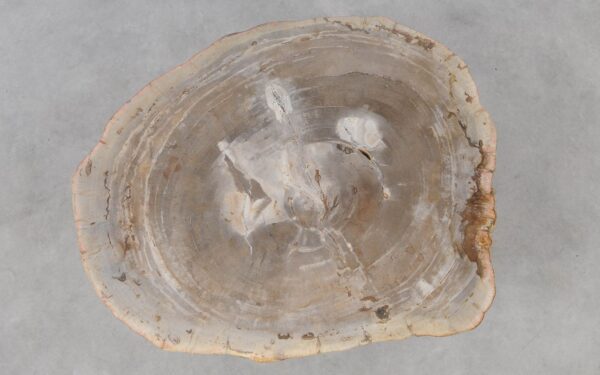 Coffee table petrified wood 53265